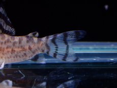 画像4: 【淡水魚】【通販】コリドラス ゼブリーナ CW-146 ワイルド【１匹 サンプル画像】(±3cm)(コリドラス)(生体)(熱帯魚)NKCR (4)