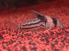 画像1: 【淡水魚】【通販】貴重なプラチナの血 ヘテロ コリドラス コルレア【1匹 サンプル画像】(±4.5-5cm)(生体)(熱帯魚)NKCR (1)