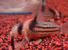 画像2: 【淡水魚】【通販】貴重なプラチナの血 ヘテロ コリドラス コルレア【5匹 サンプル画像】(±4.5-5cm)(生体)(熱帯魚)NKCR (2)