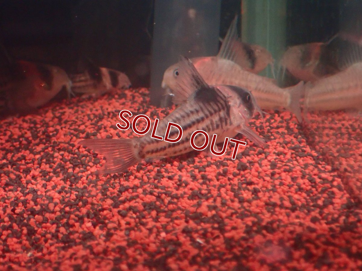 画像3: 【淡水魚】【通販】貴重なプラチナの血 ヘテロ コリドラス コルレア【5匹 サンプル画像】(±4.5-5cm)(生体)(熱帯魚)NKCR (3)
