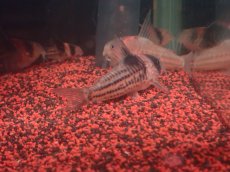 画像3: 【淡水魚】【通販】貴重なプラチナの血 ヘテロ コリドラス コルレア【5匹 サンプル画像】(±4.5-5cm)(生体)(熱帯魚)NKCR (3)