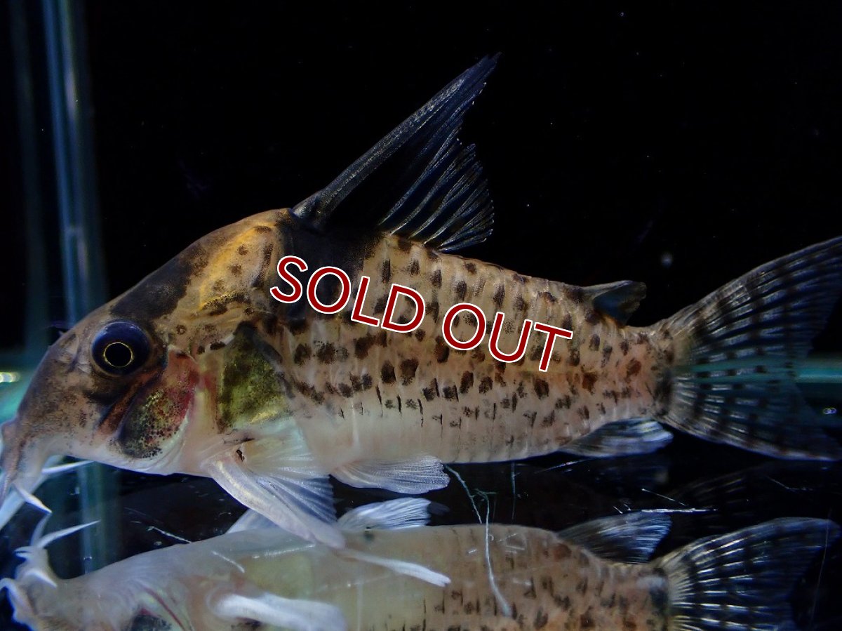画像1: 【30%OFF対象商品30周年セール 淡水魚】【淡水魚】【通販】激レア コリドラス ショーノーズ キンチャン ロンドニア州 ワイルド【1匹 サンプル画像】(±6.5cm)(生体)(熱帯魚)NKCR (1)