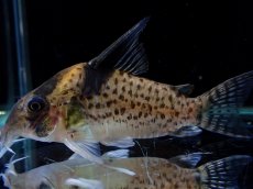 画像1: 【淡水魚】【通販】激レア コリドラス ショーノーズ キンチャン ロンドニア州 ワイルド【1匹 サンプル画像】(±6.5cm)(生体)(熱帯魚)NKCR (1)