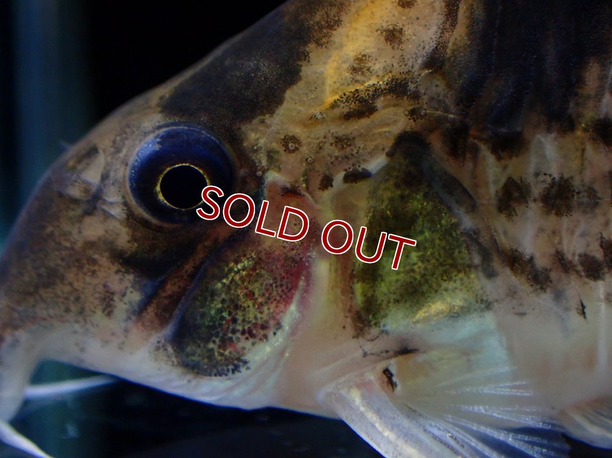 画像2: 【30%OFF対象商品30周年セール 淡水魚】【淡水魚】【通販】激レア コリドラス ショーノーズ キンチャン ロンドニア州 ワイルド【1匹 サンプル画像】(±6.5cm)(生体)(熱帯魚)NKCR (2)
