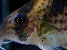 画像2: 【淡水魚】【通販】激レア コリドラス ショーノーズ キンチャン ロンドニア州 ワイルド【1匹 サンプル画像】(±6.5cm)(生体)(熱帯魚)NKCR (2)