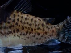 画像3: 【淡水魚】【通販】激レア コリドラス ショーノーズ キンチャン ロンドニア州 ワイルド【1匹 サンプル画像】(±6.5cm)(生体)(熱帯魚)NKCR (3)