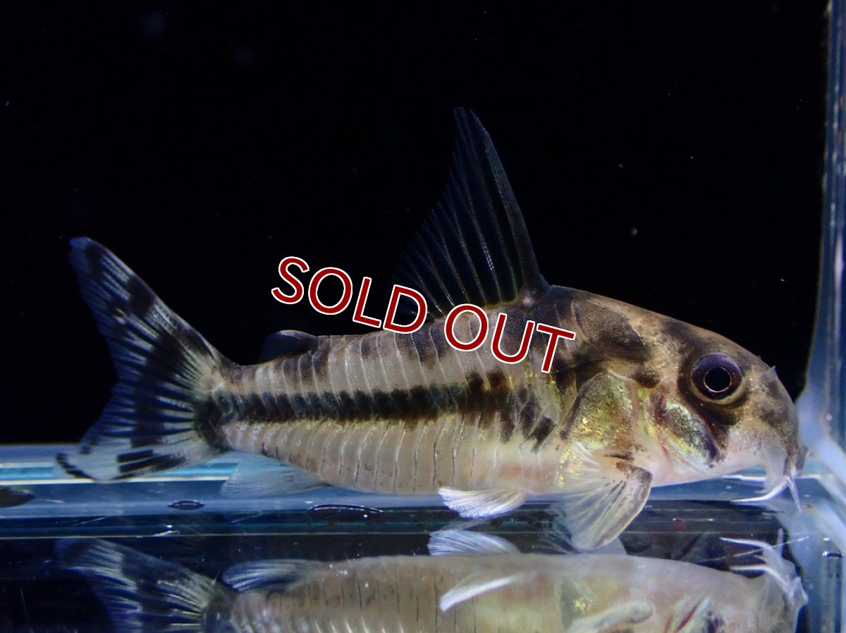 画像1: 【淡水魚】【通販】激レア 5年ぶりに入荷 コリドラス ボエセマニー スリナムリバー産 ワイルド【1匹 サンプル画像】(±5cm)(生体)(熱帯魚)NKCR (1)