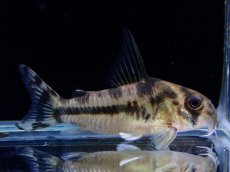 画像1: 【淡水魚】【通販】激レア 5年ぶりに入荷 コリドラス ボエセマニー スリナムリバー産 ワイルド【1匹 サンプル画像】(±5cm)(生体)(熱帯魚)NKCR (1)