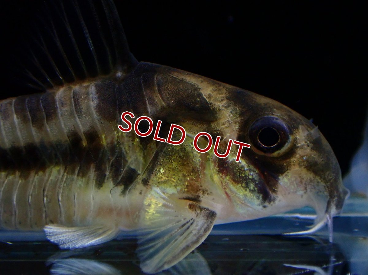画像2: 【淡水魚】【通販】激レア 5年ぶりに入荷 コリドラス ボエセマニー スリナムリバー産 ワイルド【1匹 サンプル画像】(±5cm)(生体)(熱帯魚)NKCR (2)
