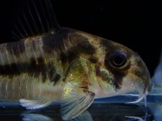 画像2: 【淡水魚】【通販】激レア 5年ぶりに入荷 コリドラス ボエセマニー スリナムリバー産 ワイルド【1匹 サンプル画像】(±5cm)(生体)(熱帯魚)NKCR (2)