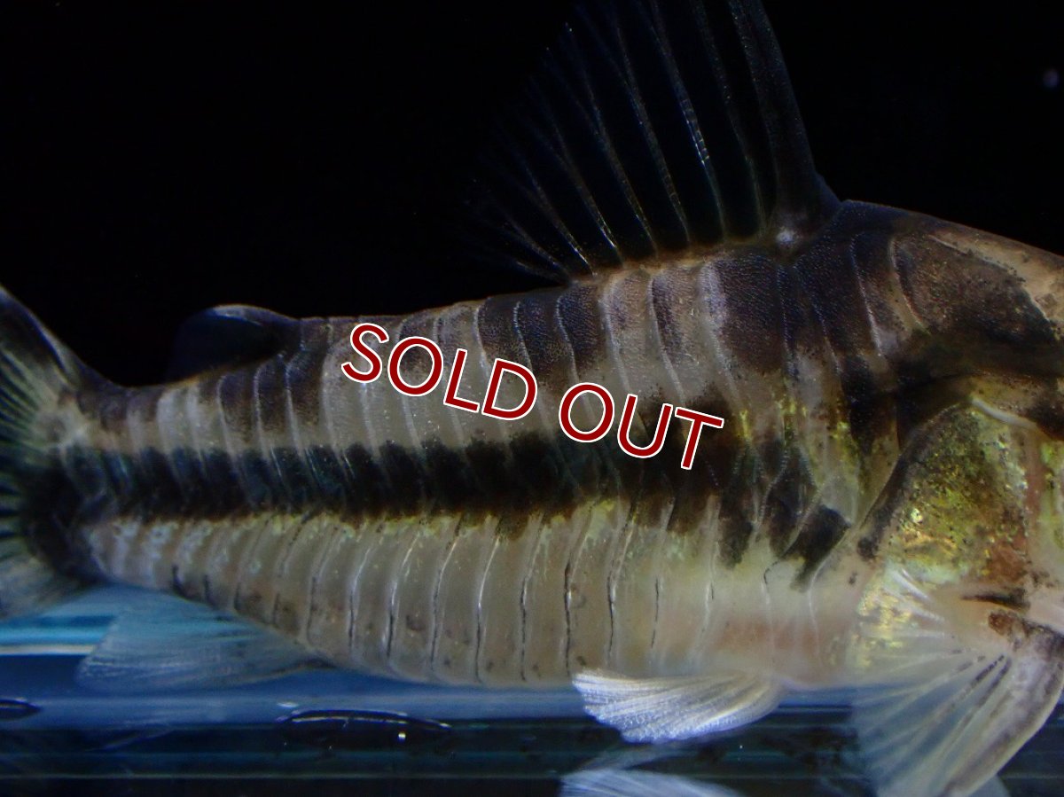 画像3: 【淡水魚】【通販】激レア 5年ぶりに入荷 コリドラス ボエセマニー スリナムリバー産 ワイルド【1匹 サンプル画像】(±5cm)(生体)(熱帯魚)NKCR (3)