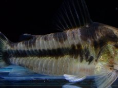 画像3: 【淡水魚】【通販】激レア 5年ぶりに入荷 コリドラス ボエセマニー スリナムリバー産 ワイルド【1匹 サンプル画像】(±5cm)(生体)(熱帯魚)NKCR (3)