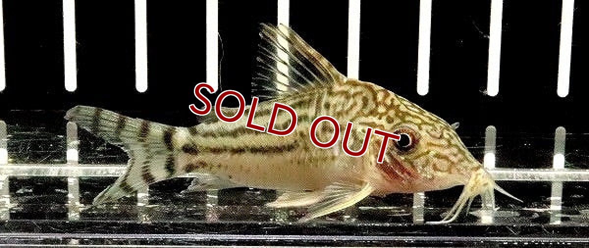 画像1: 【淡水魚】【通販】レア種 コリドラス ピンヘイロイ ロンドニア州産 ワイルド【1匹 サンプル画像】(±5cm)(コリドラス)(生体)(熱帯魚)NKCR (1)