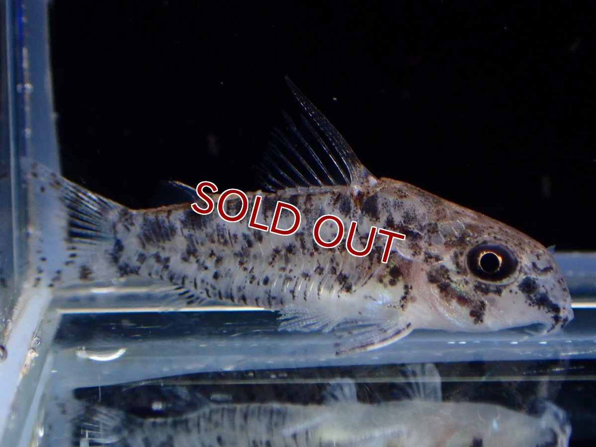 画像1: 【ウィンターセール 10％OFF対象商品】【淡水魚】【通販】コリドラス パンサーロレト ワイルド【1匹 サンプル画像】(±3cm)(コリドラス)(生体)(熱帯魚)NKCR (1)