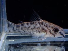 画像1: 【淡水魚】【通販】コリドラス パンサーロレト ワイルド【1匹 サンプル画像】(±3cm)(コリドラス)(生体)(熱帯魚)NKCR (1)