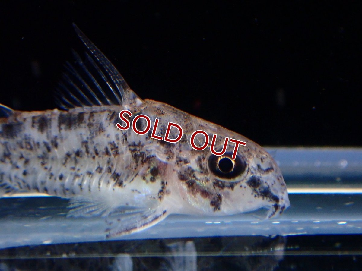 画像2: 【ウィンターセール 10％OFF対象商品】【淡水魚】【通販】コリドラス パンサーロレト ワイルド【1匹 サンプル画像】(±3cm)(コリドラス)(生体)(熱帯魚)NKCR (2)