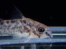 画像2: 【淡水魚】【通販】コリドラス パンサーロレト ワイルド【1匹 サンプル画像】(±3cm)(コリドラス)(生体)(熱帯魚)NKCR (2)