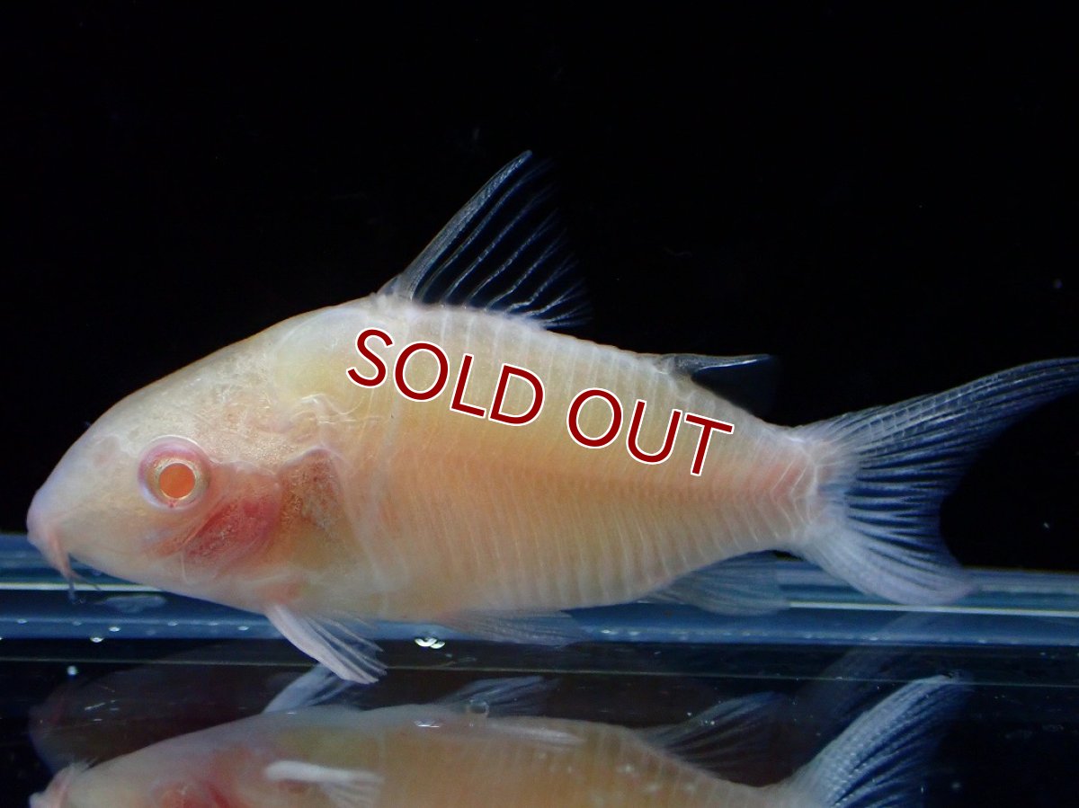 画像1: 【ウィンターセール 10％OFF対象商品】【淡水魚】【通販】激レア 特価 コリドラス アルビノ パンタナルエンシス【1匹 サンプル画像】(±5cm)(コリドラス)(生体)(熱帯魚)NKCR (1)