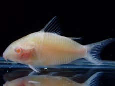 画像1: 【淡水魚】【通販】激レア 特価 コリドラス アルビノ パンタナルエンシス【1匹 サンプル画像】(±5cm)(コリドラス)(生体)(熱帯魚)NKCR (1)