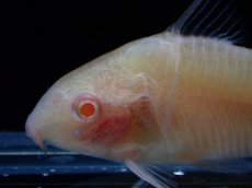 画像2: 【淡水魚】【通販】激レア 特価 コリドラス アルビノ パンタナルエンシス【1匹 サンプル画像】(±5cm)(コリドラス)(生体)(熱帯魚)NKCR (2)