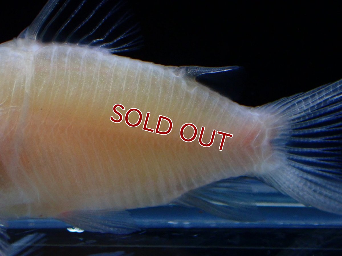 画像3: 【ウィンターセール 10％OFF対象商品】【淡水魚】【通販】激レア 特価 コリドラス アルビノ パンタナルエンシス【1匹 サンプル画像】(±5cm)(コリドラス)(生体)(熱帯魚)NKCR (3)