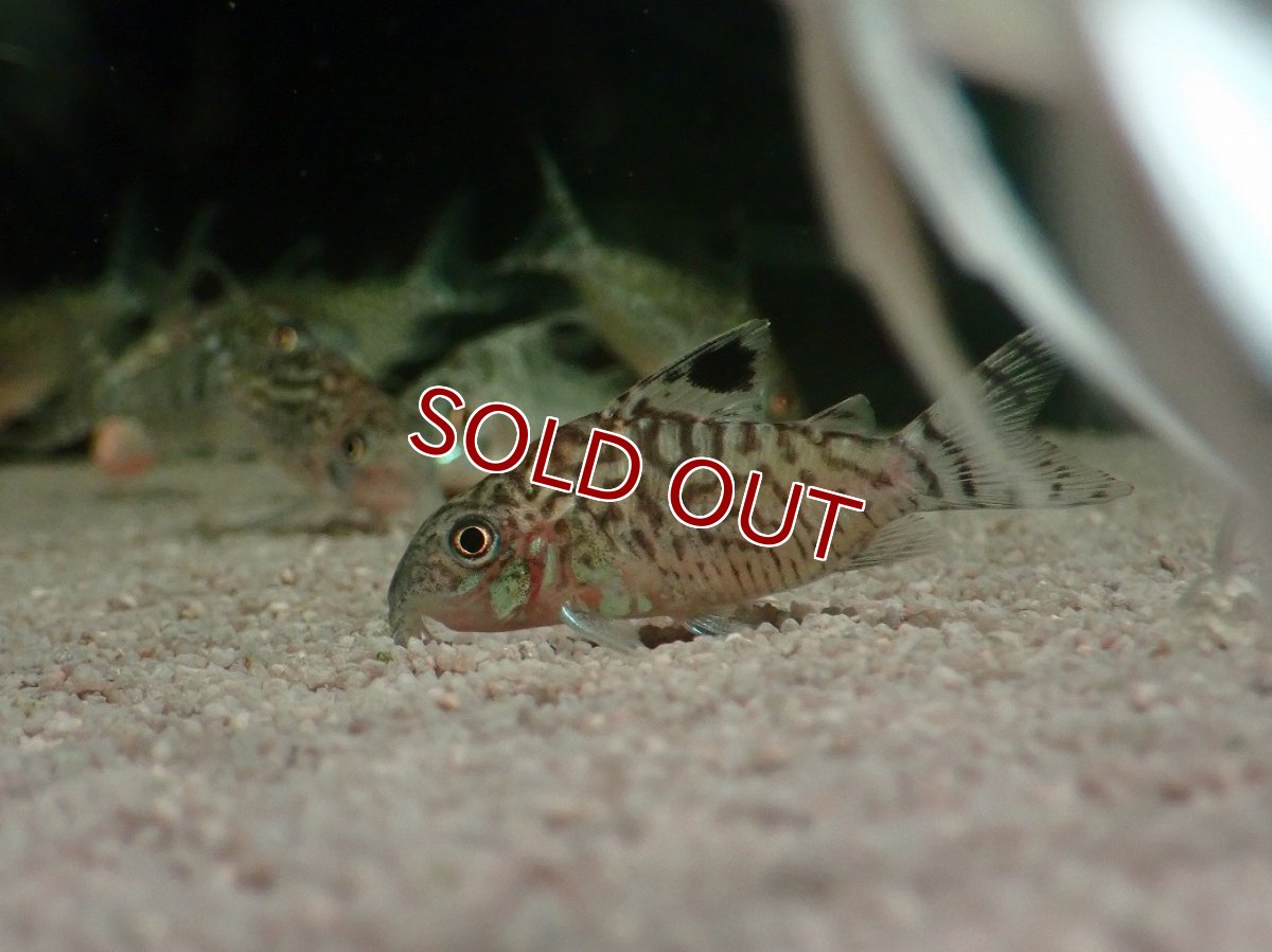 画像1: 【淡水魚】【通販】コリドラス レティキュラータス ワイルド【1匹 サンプル画像】(コリドラス)(生体)(熱帯魚)NKCR (1)