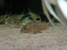 画像1: 【淡水魚】【通販】コリドラス レティキュラータス ワイルド【1匹 サンプル画像】(コリドラス)(生体)(熱帯魚)NKCR (1)
