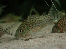 画像2: 【淡水魚】【通販】コリドラス レティキュラータス ワイルド【1匹 サンプル画像】(コリドラス)(生体)(熱帯魚)NKCR (2)