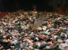 画像1: 【淡水魚】【通販】コリドラス アガシジィ ワイルド【1匹 サンプル画像】(コリドラス)(生体)(熱帯魚)NKCR (1)