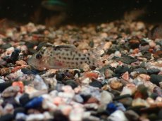 画像2: 【淡水魚】【通販】コリドラス アガシジィ ワイルド【1匹 サンプル画像】(コリドラス)(生体)(熱帯魚)NKCR (2)