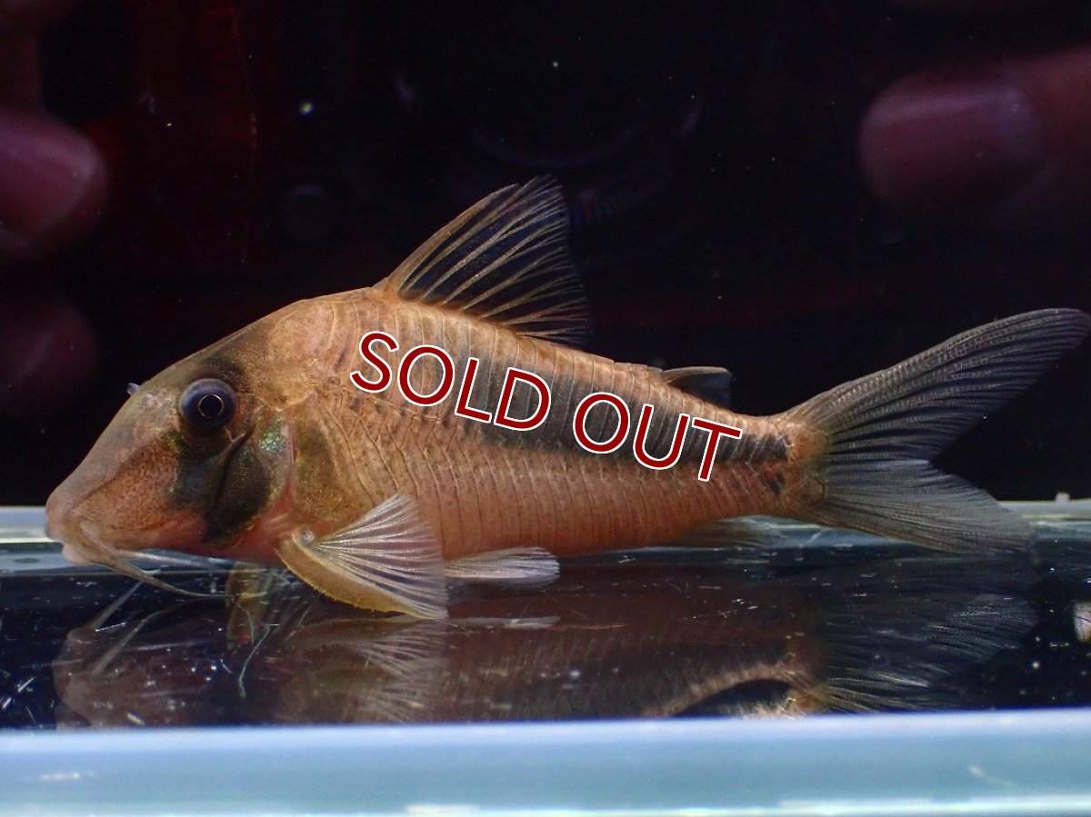 画像1: 【淡水魚】【通販】コリドラス アマパエンシス ワイルド【1匹 サンプル画像】(±7-8cm)(コリドラス)(生体)(熱帯魚)NKCR (1)