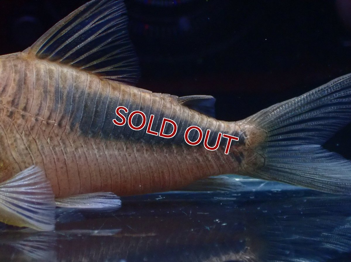 画像3: 【淡水魚】【通販】コリドラス アマパエンシス ワイルド【1匹 サンプル画像】(±7-8cm)(コリドラス)(生体)(熱帯魚)NKCR (3)