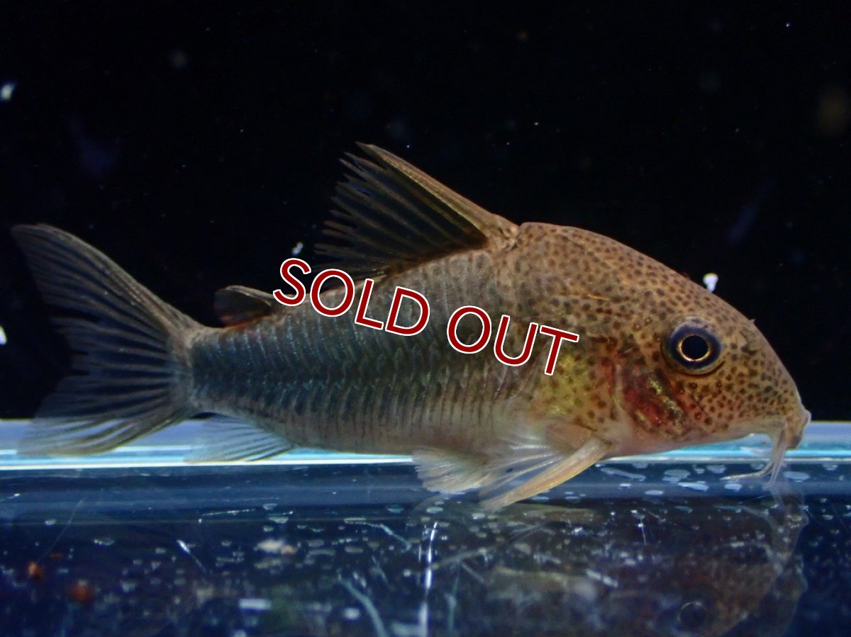 画像1: 【決算セール クーポンご利用で更に10％OFF対象商品】【淡水魚】【通販】コリドラス シミリス 4 ワイルド【1匹 サンプル画像】(±5cm)(コリドラス)(生体)(熱帯魚)NKCR (1)