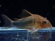 画像1: 【決算セール クーポンご利用で更に10％OFF対象商品】【淡水魚】【通販】コリドラス シミリス 4 ワイルド【1匹 サンプル画像】(±5cm)(コリドラス)(生体)(熱帯魚)NKCR (1)