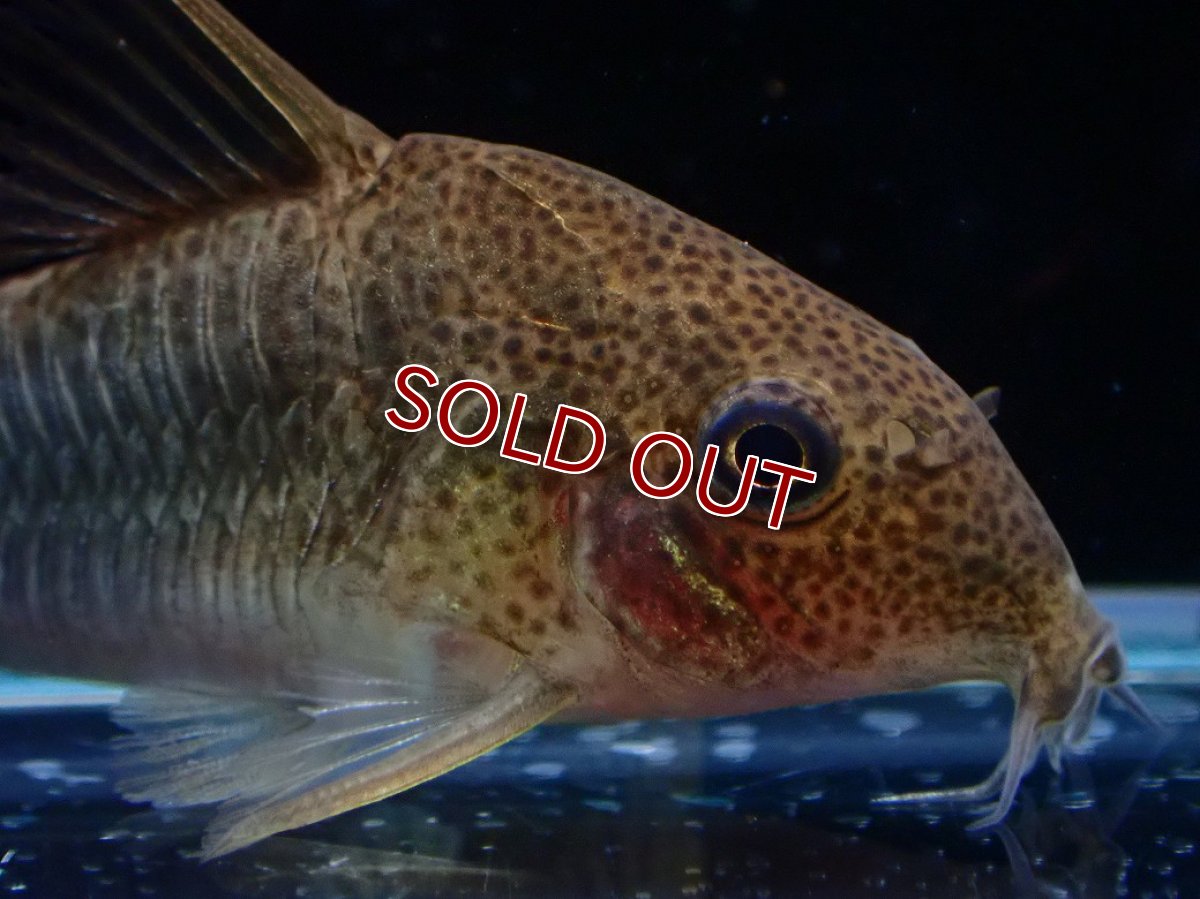 画像2: 【決算セール クーポンご利用で更に10％OFF対象商品】【淡水魚】【通販】コリドラス シミリス 4 ワイルド【1匹 サンプル画像】(±5cm)(コリドラス)(生体)(熱帯魚)NKCR (2)