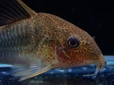 画像2: 【決算セール クーポンご利用で更に10％OFF対象商品】【淡水魚】【通販】コリドラス シミリス 4 ワイルド【1匹 サンプル画像】(±5cm)(コリドラス)(生体)(熱帯魚)NKCR (2)