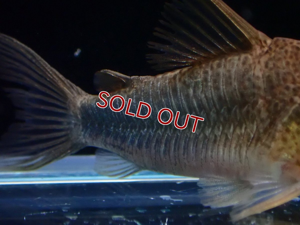 画像3: 【決算セール クーポンご利用で更に10％OFF対象商品】【淡水魚】【通販】コリドラス シミリス 4 ワイルド【1匹 サンプル画像】(±5cm)(コリドラス)(生体)(熱帯魚)NKCR (3)