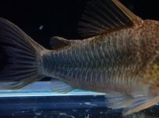 画像3: 【決算セール クーポンご利用で更に10％OFF対象商品】【淡水魚】【通販】コリドラス シミリス 4 ワイルド【1匹 サンプル画像】(±5cm)(コリドラス)(生体)(熱帯魚)NKCR (3)