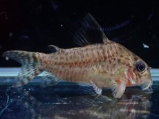 画像1: 【淡水魚】【通販】コリドラス パラグア リオグァポレ産 ワイルド【1匹 サンプル画像】(±4cm)(コリドラス)(生体)(熱帯魚)NKCR (1)