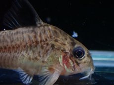 画像2: 【淡水魚】【通販】コリドラス パラグア リオグァポレ産 ワイルド【1匹 サンプル画像】(±4cm)(コリドラス)(生体)(熱帯魚)NKCR (2)