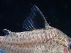 画像3: 【淡水魚】【通販】コリドラス パラグア リオグァポレ産 ワイルド【1匹 サンプル画像】(±4cm)(コリドラス)(生体)(熱帯魚)NKCR (3)