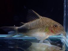 画像1: 【淡水魚】【通販】XLサイズ レアサイズ コリドラス シミリス ワイルド【1匹 サンプル画像】(±6cm)(コリドラス)(生体)(熱帯魚)NKCR (1)