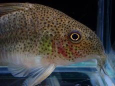 画像2: 【淡水魚】【通販】XLサイズ レアサイズ コリドラス シミリス ワイルド【1匹 サンプル画像】(±6cm)(コリドラス)(生体)(熱帯魚)NKCR (2)