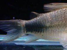 画像3: 【淡水魚】【通販】XLサイズ レアサイズ コリドラス シミリス ワイルド【1匹 サンプル画像】(±6cm)(コリドラス)(生体)(熱帯魚)NKCR (3)