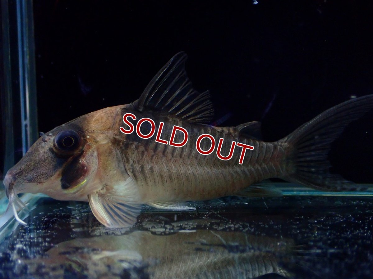 画像1: 【淡水魚】【通販】珍種 コリドラス sp ロングノーズヴァージナエ サンガブリエル産 ワイルド【1匹 サンプル画像】±7cm(生体)(熱帯魚)NKCR (1)