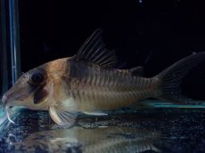 画像1: 【淡水魚】【通販】珍種 コリドラス sp ロングノーズヴァージナエ サンガブリエル産 ワイルド【1匹 サンプル画像】±7cm(生体)(熱帯魚)NKCR (1)