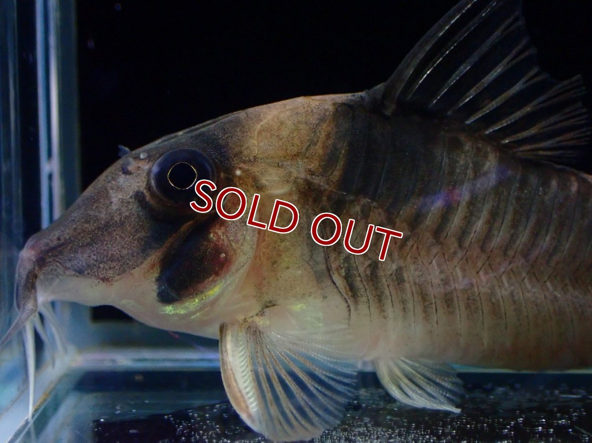 画像2: 【淡水魚】【通販】珍種 コリドラス sp ロングノーズヴァージナエ サンガブリエル産 ワイルド【1匹 サンプル画像】±7cm(生体)(熱帯魚)NKCR (2)