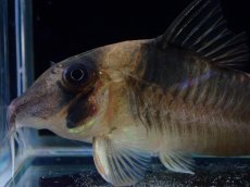 画像2: 【淡水魚】【通販】珍種 コリドラス sp ロングノーズヴァージナエ サンガブリエル産 ワイルド【1匹 サンプル画像】±7cm(生体)(熱帯魚)NKCR (2)
