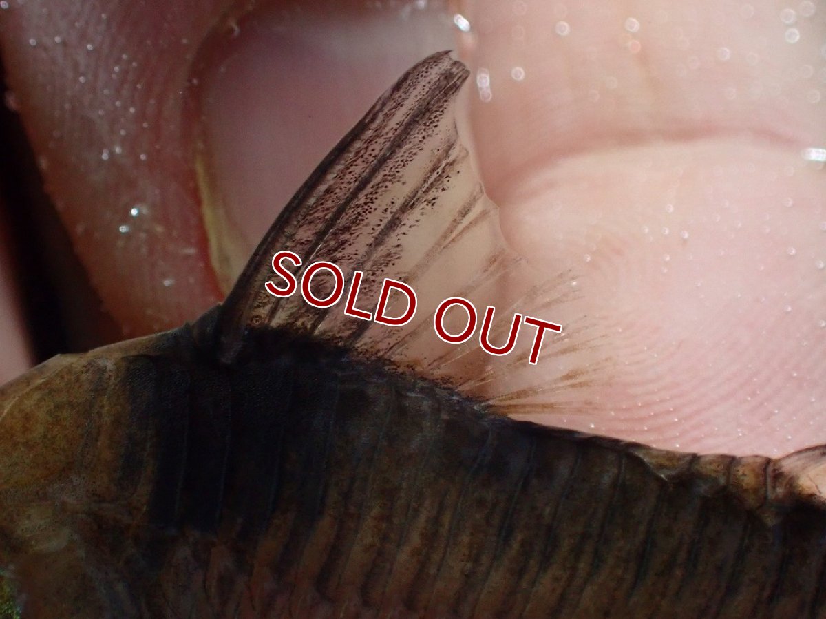 画像3: 【淡水魚】【通販】珍種 コリドラス sp ロングノーズヴァージナエ サンガブリエル産 ワイルド【1匹 サンプル画像】±7cm(生体)(熱帯魚)NKCR (3)