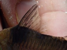 画像3: 【淡水魚】【通販】珍種 コリドラス sp ロングノーズヴァージナエ サンガブリエル産 ワイルド【1匹 サンプル画像】±7cm(生体)(熱帯魚)NKCR (3)